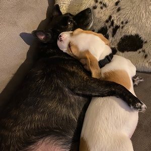 Meet your Posher, Nellie